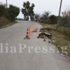 Η επιδημία... των κώνων
