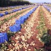 Επιστολή στον Υπουργό Αγρ. Ανάπτυξης Α. Τσαυτάρη για τον πατατόσπορο