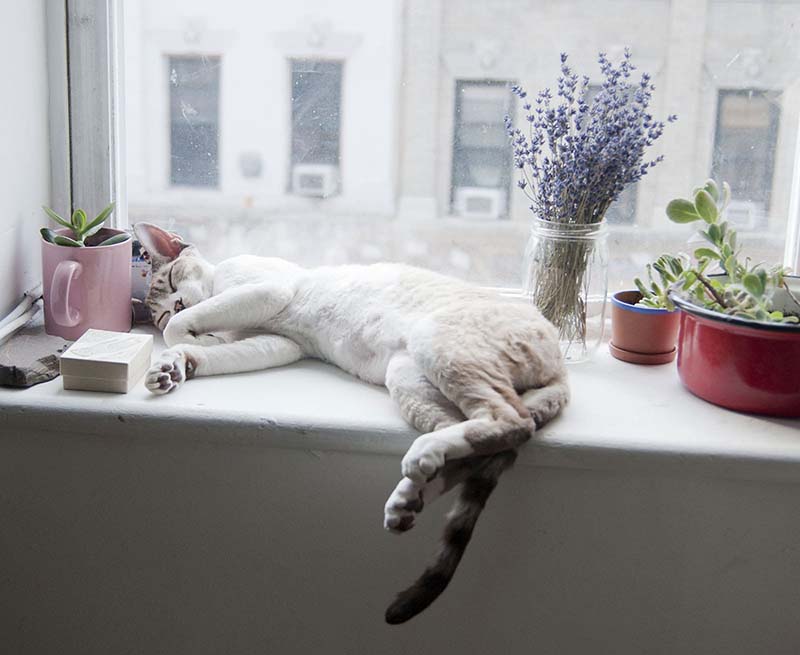 διακόσμηση για το παράθυρο